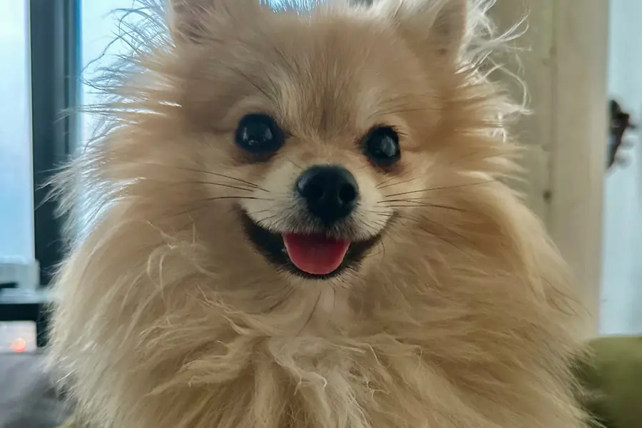 Fitzroy, the practice's cream Pomeranian, looking straight at the camera with his tongue out.