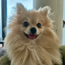 Fitzroy, a cream Pomeranian.