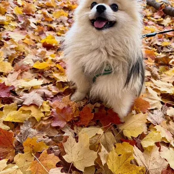 Fitzroy the Pomeranian sitting in a drift of autumn leaves.