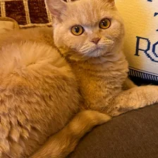 Maui, a ginger cat.