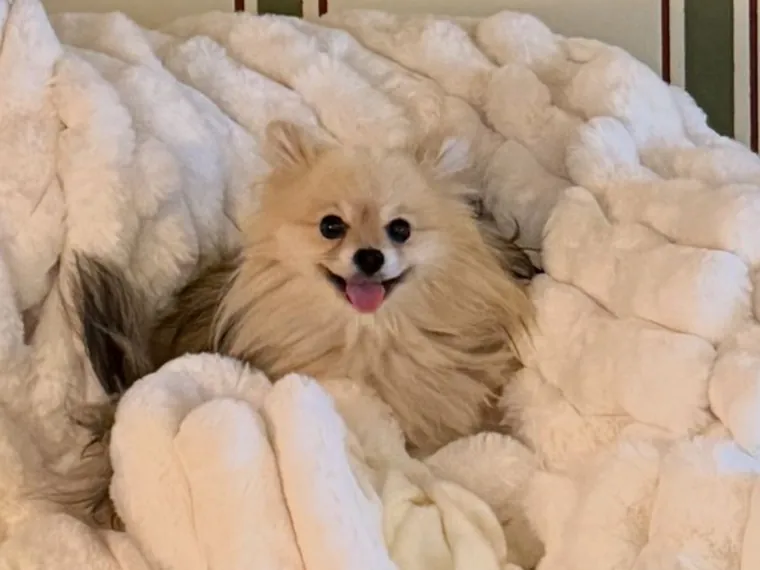 Fitzroy, a cream Pomeranian, curled up in a white blanket.