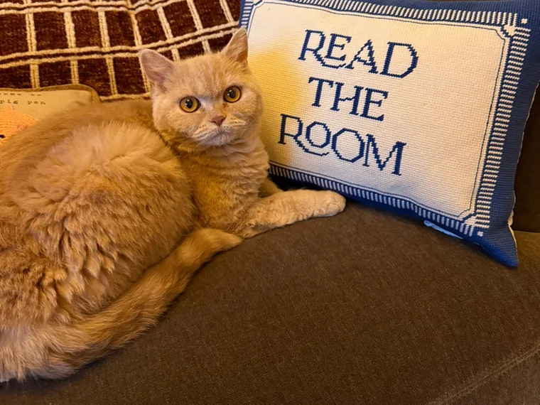 Maui, a ginger cat, sitting on a couch beside a cushion reading &ldquo;Read the room&rdquo;.